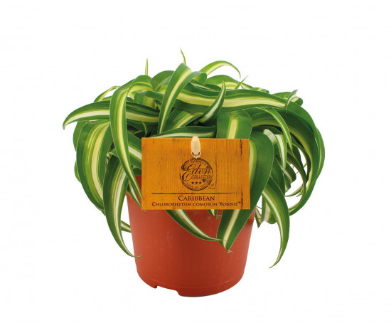 Zelenec, Chlorophytum comosum Bonnie, průměr květináče 10.5 cm