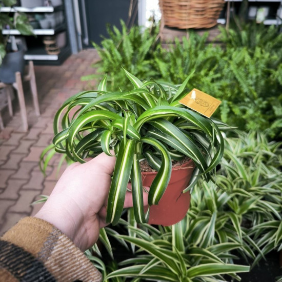 Zelenec, Chlorophytum comosum Bonnie, průměr květináče 12 cm-26953