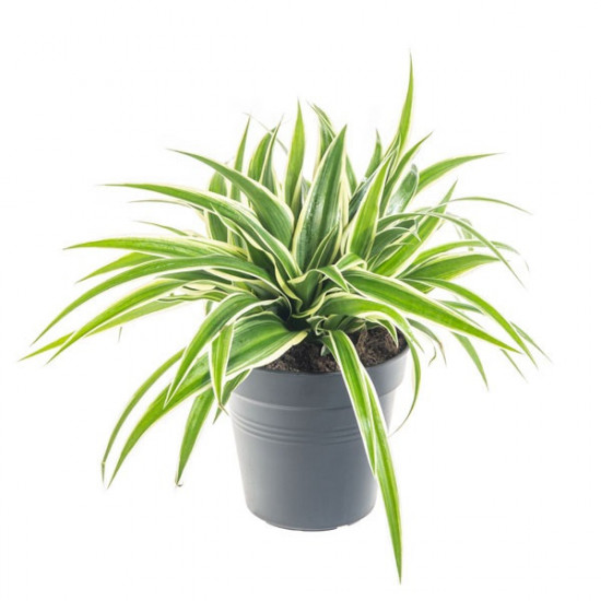 Zelenec, Chlorophytum comosum Ocean, průměr květináče 10 cm