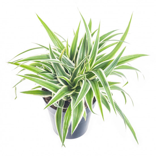 Zelenec, Chlorophytum comosum Ocean, průměr květináče 12 cm-7504
