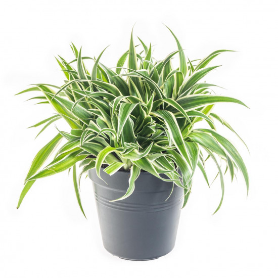 Zelenec, Chlorophytum comosum Ocean, průměr květináče 15 cm