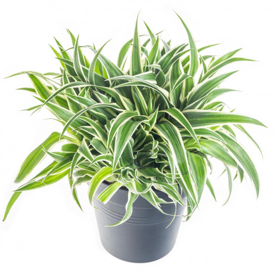 Zelenec, Chlorophytum comosum Ocean, průměr květináče 15 cm-7454