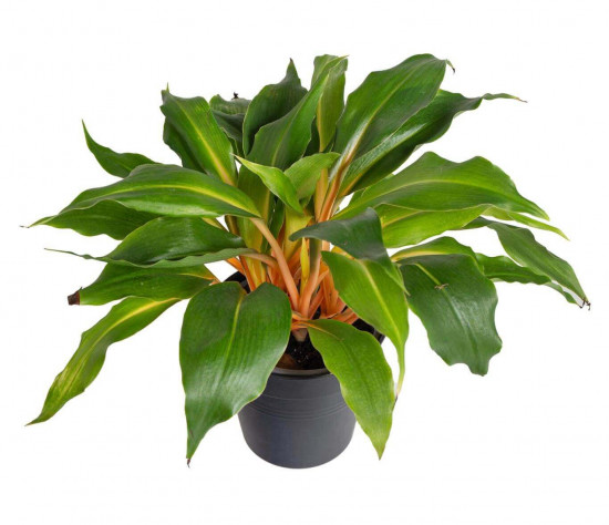 Zelenec oranžový, Chlorophytum Green Orange, průměr květináče 12 cm-23420