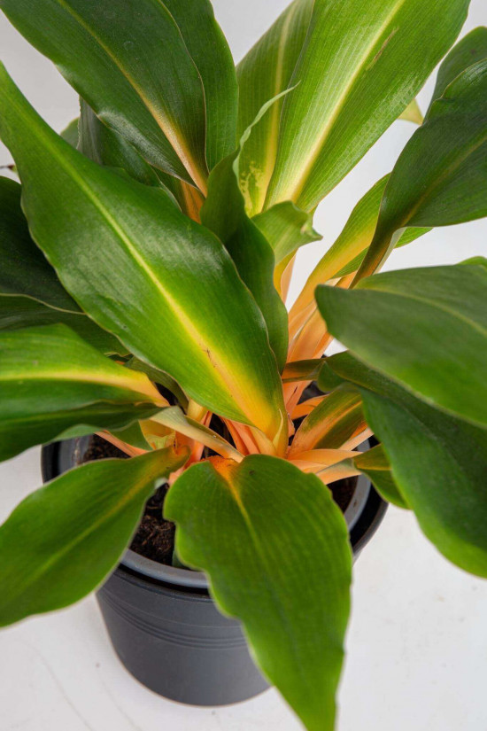Zelenec oranžový, Chlorophytum Green Orange, průměr květináče 12 cm-23421