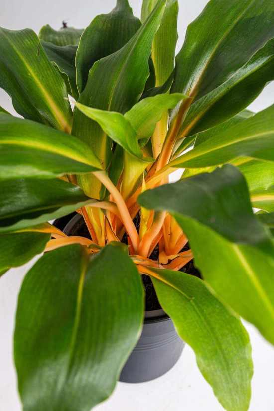 Zelenec oranžový, Chlorophytum Green Orange, průměr květináče 12 cm-23422