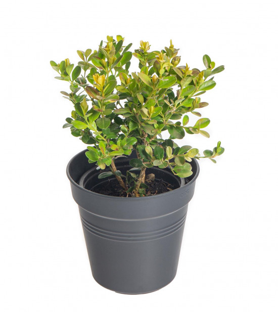 Zimostráz obecný, Buxus sempervirens, průměr kontejneru 9 cm