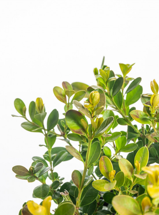 Zimostráz obecný, Buxus sempervirens, průměr kontejneru 9 cm-9258