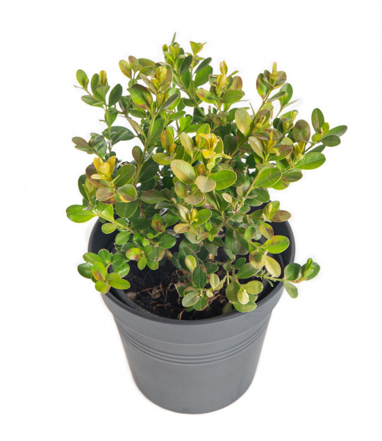 Zimostráz obecný, Buxus sempervirens, průměr kontejneru 9 cm-9259