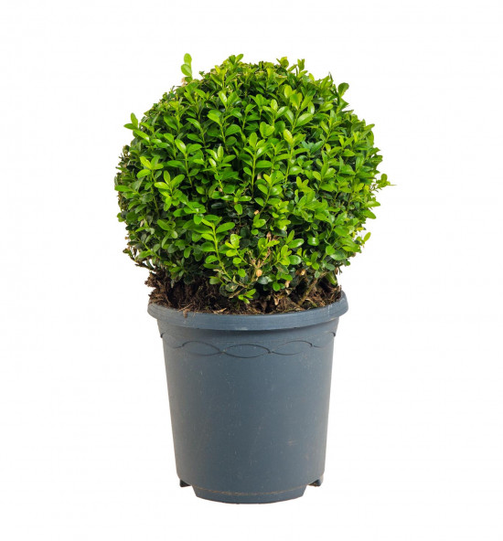 Zimostráz obecný koule, Buxus microphylla Faulkner, velikost kontejneru 3 l