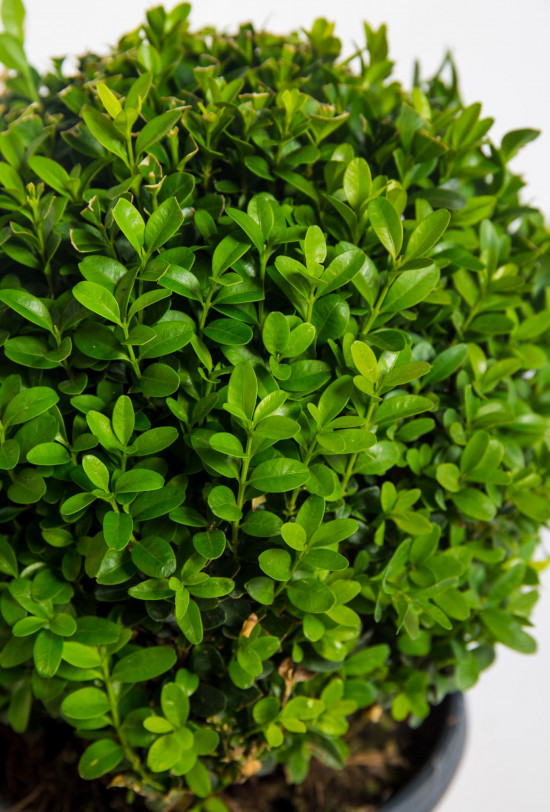 Zimostráz obecný koule, Buxus microphylla Faulkner, velikost kontejneru 3 l-19531