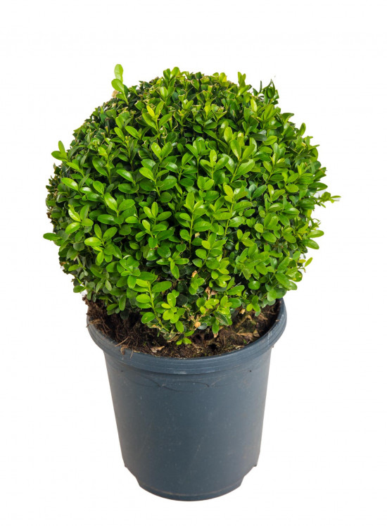 Zimostráz obecný koule, Buxus microphylla Faulkner, velikost kontejneru 3 l-19532