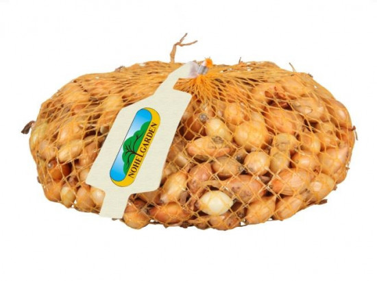 Žlutá cibule sazečka ozimá Shakespeare, Nohel Garden, 500 g