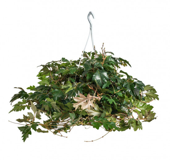 Žumen routolistý, Cissus rhombifolia Ellen Danica, závěs, průměr květináče 16 cm