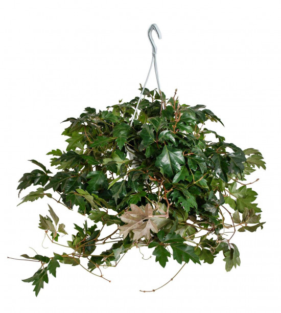 Žumen routolistý, Cissus rhombifolia Ellen Danica, závěs, průměr květináče 16 cm-23380