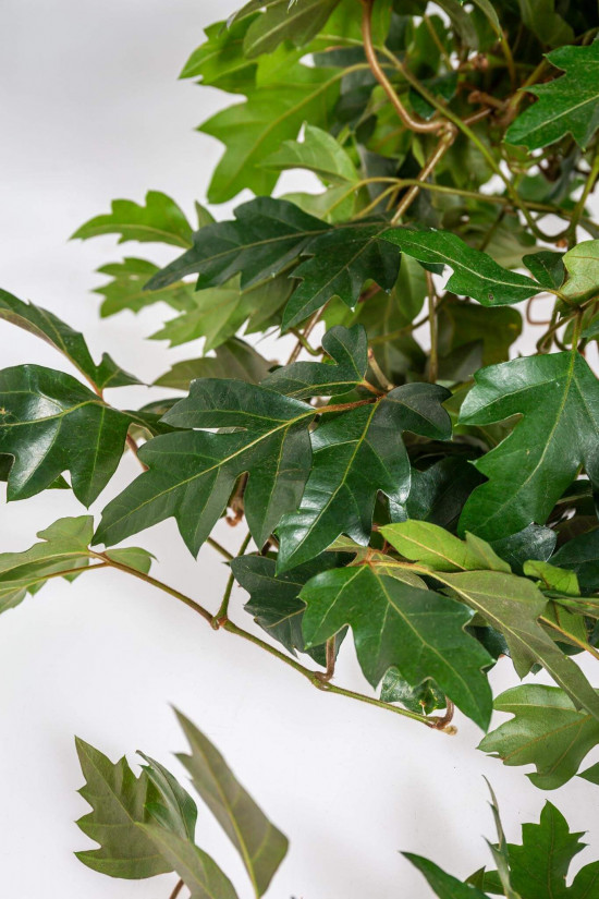 Žumen routolistý, Cissus rhombifolia Ellen Danica, závěs, průměr květináče 16 cm-23381