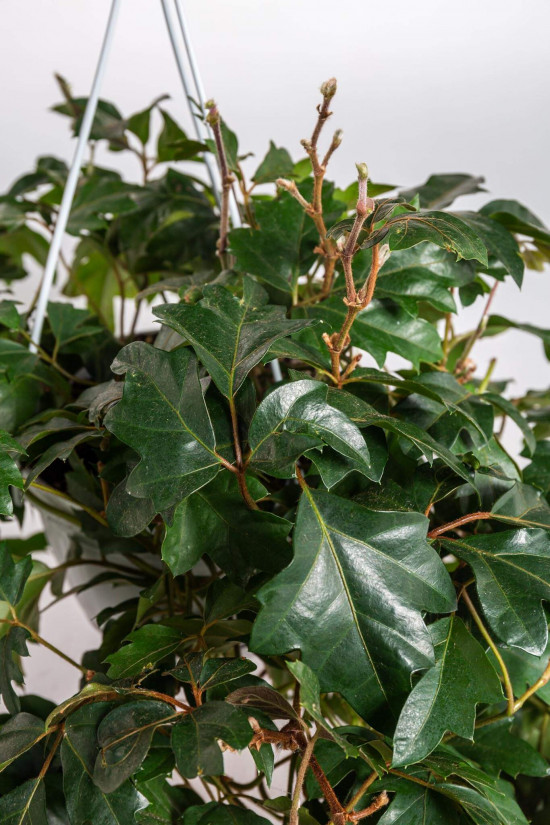 Žumen routolistý, Cissus rhombifolia Ellen Danica, závěs, průměr květináče 16 cm-23382