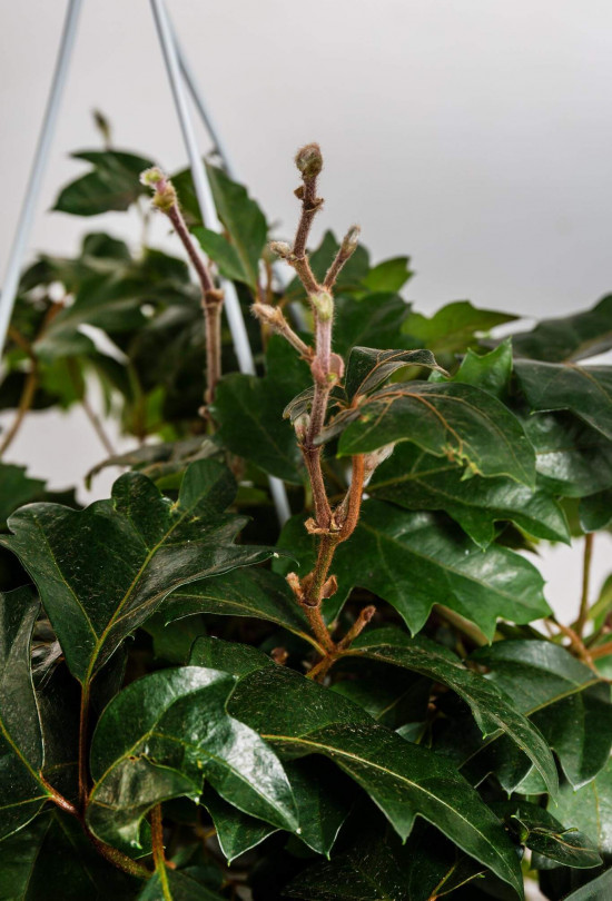 Žumen routolistý, Cissus rhombifolia Ellen Danica, závěs, průměr květináče 16 cm-23383
