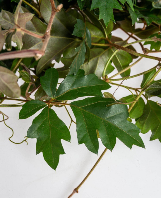 Žumen routolistý, Cissus rhombifolia Ellen Danica, závěs, průměr květináče 16 cm-23384