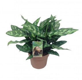 Aglaonema zelenolistá, Aglaonema Silver Bay, průměr květináče 17 cm