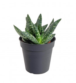 Aloe, Aloe paradisicum Jurassic Dino, průměr květináče 10.5 cm