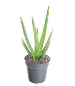Aloe pravá, Aloe Vera, průměr květináče 10 - 12 cm