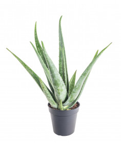 Aloe pravá, Aloe Vera, průměr květináče 12- 13 cm