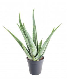 Aloe pravá, Aloe Vera, průměr květináče 13 - 15 cm