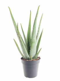 Aloe pravá, Aloe Vera, průměr květináče 16 - 17 cm