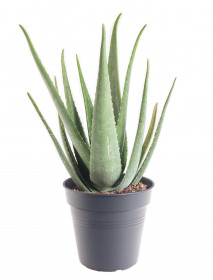 Aloe pravá, Aloe Vera, průměr květináče 19 - 21 cm