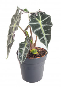 Alokázie, Alocasia polly, průměr květináče 12 cm