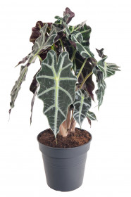 Alokázie, Alocasia polly, vícekmenná, průměr květináče 17 cm