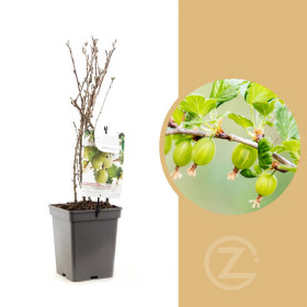 Angrešt bílý, Ribes uva-crispa Hinnomaeki Green, velikost kontejneru 5 l
