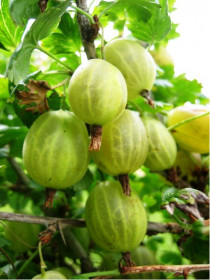 Angrešt bílý, Ribes uva-crispa Invicta, velikost kontejneru 3 l