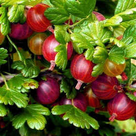 Angrešt červený, Ribes uva-crispa Captivator, velikost kontejneru 1.6 l