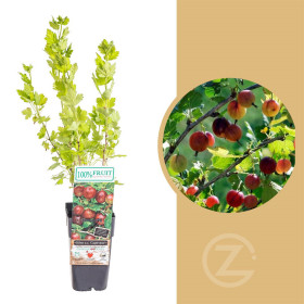 Angrešt červený, Ribes uva-crispa Captivator, velikost kontejneru 1,8 l