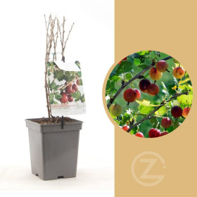 Angrešt červený, Ribes uva-crispa Captivator, velikost kontejneru 5 l