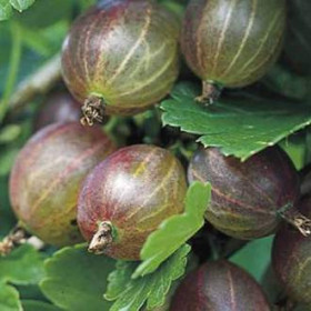 Angrešt červený, Ribes uva-crispa Hinnonmaki Red, velikost kontejneru 1.6 l