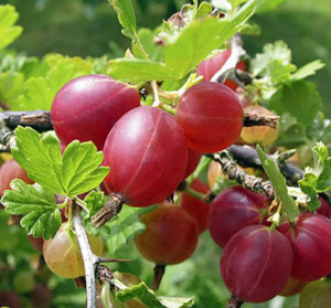 Angrešt červený, Ribes uva-crispa Hinnonmaki Red, velikost kontejneru 2 l
