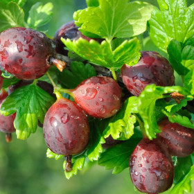 Angrešt červený, Ribes uva-crispa Hinnonmaki Red, velikost kontejneru 3 l