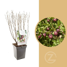 Angrešt červený, Ribes uva-crispa Hinnonmaki Red, velikost kontejneru 5 l