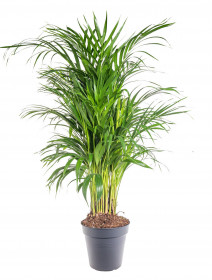 Areka, Areca lutescens, vysoká 100 - 110 cm, průměr květináče 21 cm