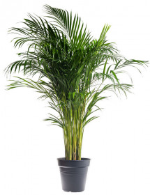 Areka, Areca lutescens, vysoká 120 - 150 cm, průměr květináče 24 cm