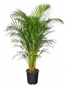 Areka, Areca lutescens, vysoká 160 - 190 cm, průměr květináče 27 cm