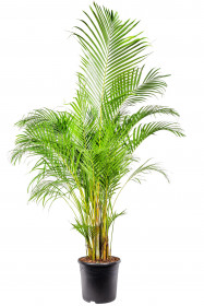 Areka, Areca lutescens, vysoká 180 cm, průměr květináče 35 cm