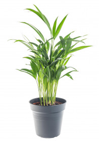 Areka, Areca lutescens, vysoká 30 - 60 cm, průměr květináče 17 cm
