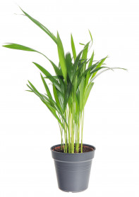 Areka, Areca lutescens, vysoká do 30 cm, průměr květináče 12 cm