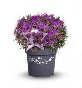 Azalka, Azalea Star Style, světle fialová, velikost květináče 11 cm