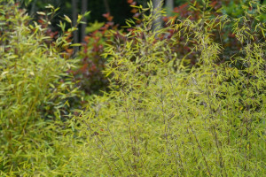 Bambus, Phyllostachys aurea, velikost kontejneru 10 l