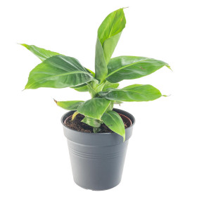 Banánovník zakrslý, Musa dwarf cavendish, průměr květináče 10 - 12 cm