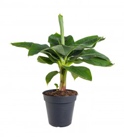 Banánovník zakrslý, Musa dwarf cavendish, průměr květináče 17 - 19 cm